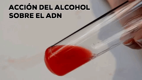 Extraccion Adn GIF - Find & Share on GIPHY