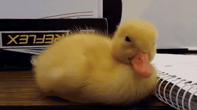 Imagini pentru duck tired