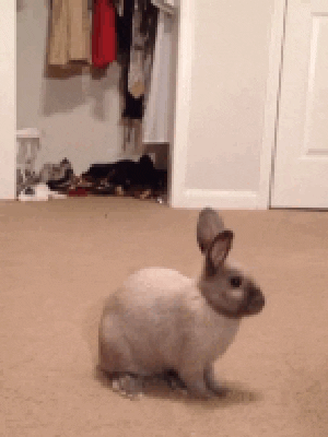 gif of 2 jumping bunnies