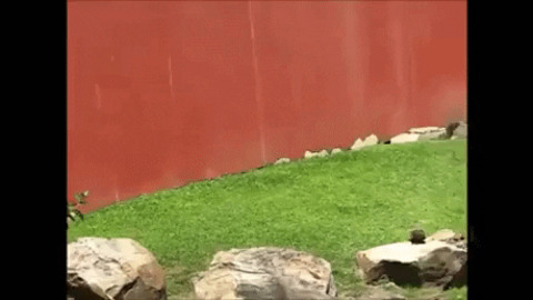 Otters chasing butterfly