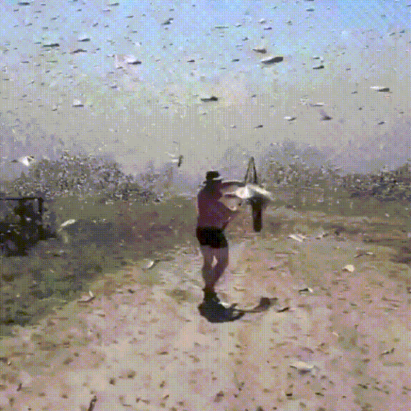 Image result for locust swarm gif
