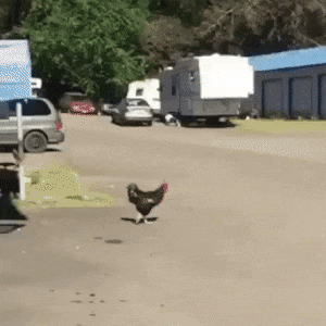 lego crossy road chicken