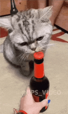 Bottle opener catto in cat gifs