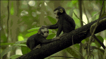 Aww Monkeys GIF by Nature on PBS - Find & Share on GIPHY