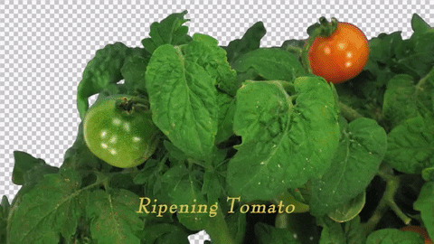 Timelapse of a ripening tomato.
