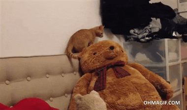 cat jealous teddybear