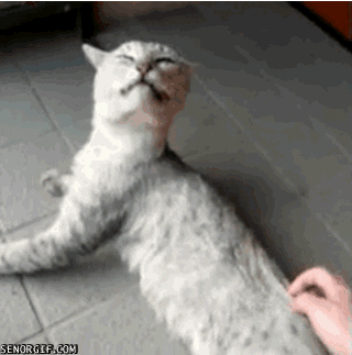 Cheezburger cat cute cats pet