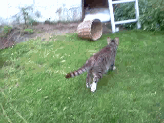 cat running ladder
