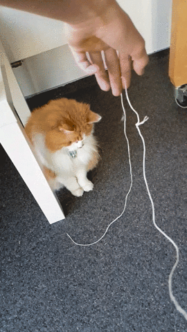 Life’s Simple Pleasures: Why Do Cats Like String?