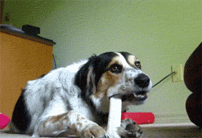 The Cat Attack in animals gifs