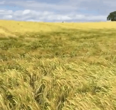 Field GIF - Find & Share on GIPHY