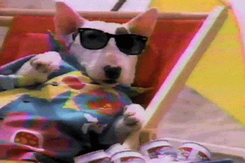 Spuds Mackenzie Sunglasses GIF - Find & Share on GIPHY