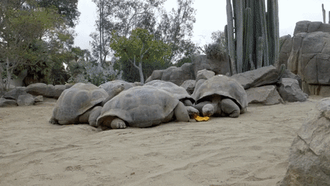 Tortoises GIF