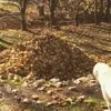 Its Fall Dog GIF