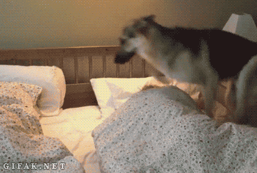 German Shepherd waking up his friend