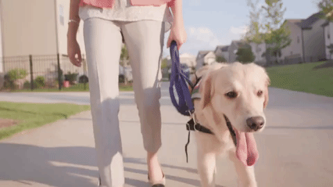 A importância de passear com seu cão