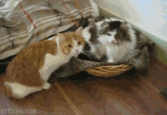 Hugging GIF - Find & Share on GIPHY