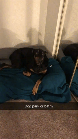 Dog Park or Bath? Dog Don't Like Bath Cute Funny