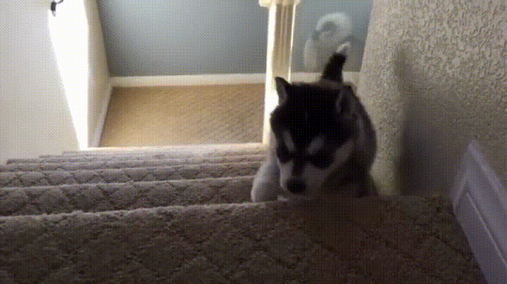 giphy-downsized-large.gif