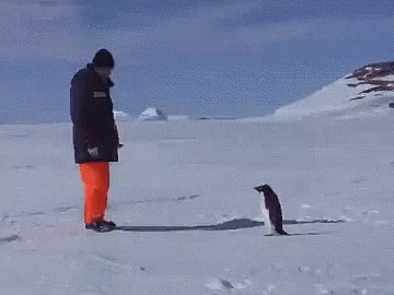Image result for penguins being mean gifs