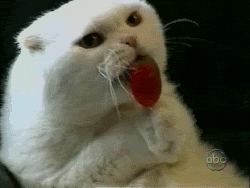 valentines jokes, white cat licking red lollipop