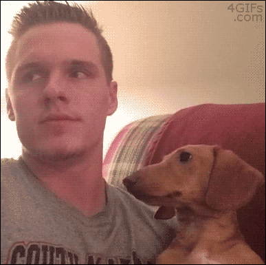 Dog Looking Away GIF - Find & Share on GIPHY