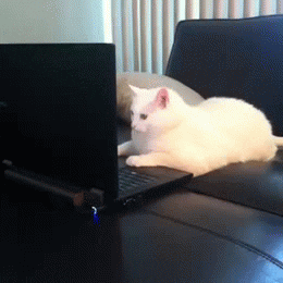 https://media.giphy.com/media/xQI9FOWf2kJG/giphy.gif