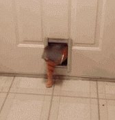 fat cat in pet door
