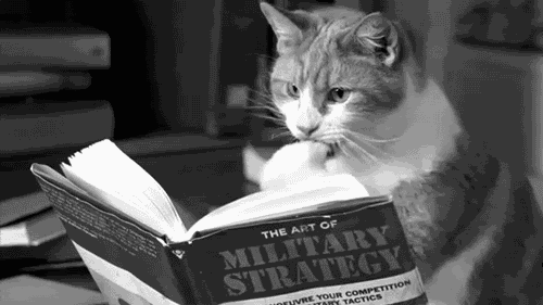 A cat reading