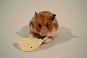 hamster tortilla chip