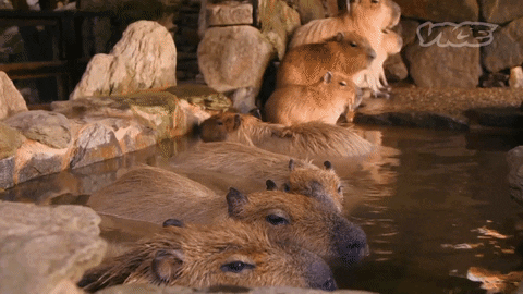 Hot Spring Capybara GIF by VICE Media Spain