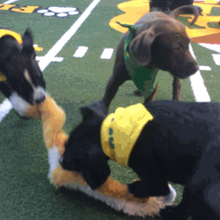 Animal Planet Puppy Bowl 2016 GIF by GIPHY CAM