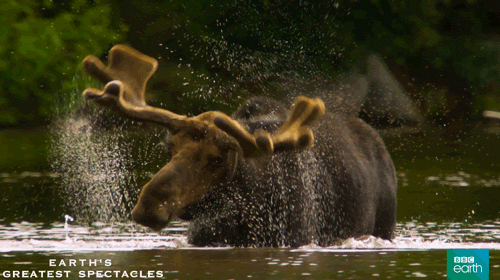 Gif of moose in river shaking water off antlers