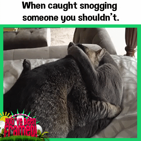 Ybf! GIF by You've Been Framed!