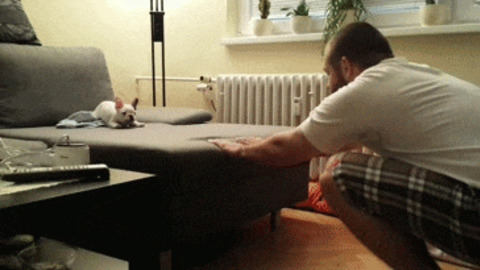 He did it, Cute Puppy