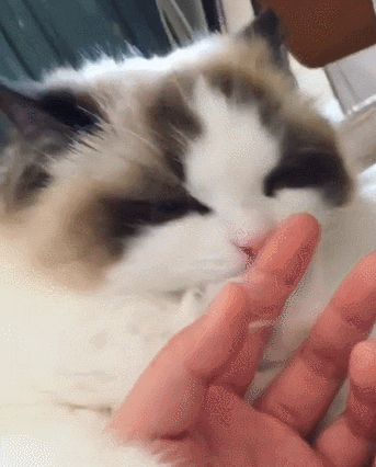 giphy.gif