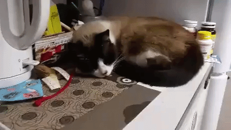 Reaction Of Cat To Earthquake in funny gifs