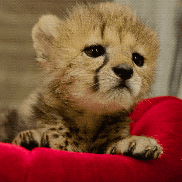 Happy Baby Animals GIF by San Diego Zoo  Find  Share on GIPHY