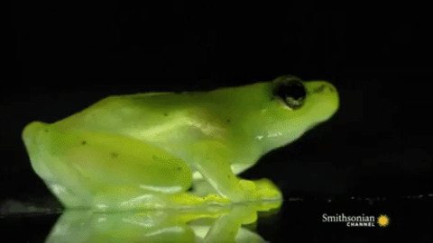 Transparent Skin Frog