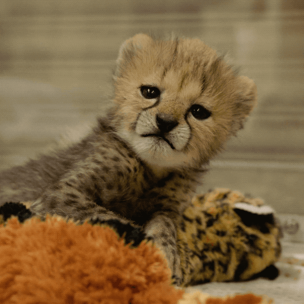 Happy Baby Animals GIF by San Diego Zoo - Find & Share on GIPHY