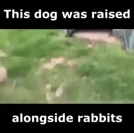 Dog Raised With Rabbits in funny gifs