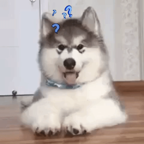 puppy with question marks
