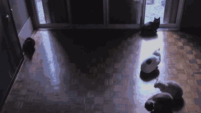 giphy embed
