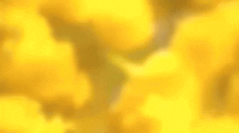 Download Yellow Flower GIFs - Get the best GIF on GIPHY