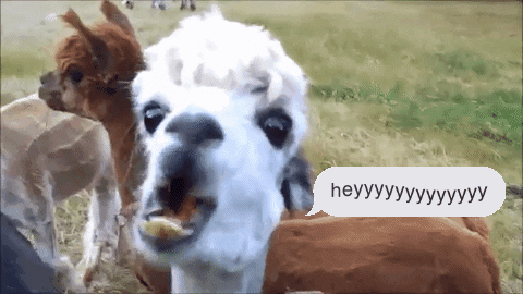 Image result for llama gif