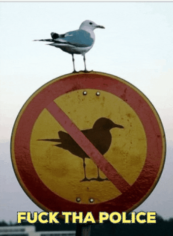 Un oiseau sur un panneau interdisant les oiseaux, un comble et un histoire drôle