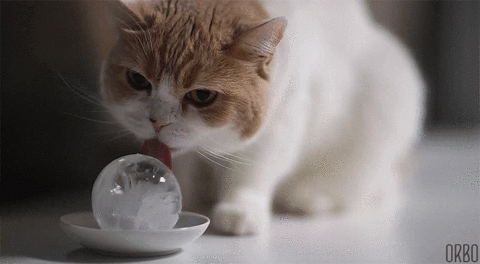 cat gif Kitty Bloger