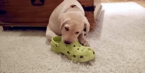 Crocs Puppy Chewing A Croc Shoe GIF by MANGOTEETH