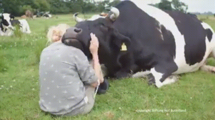 Beefplayzz Cow GIF - Beefplayzz Beef Cow - Discover & Share GIFs