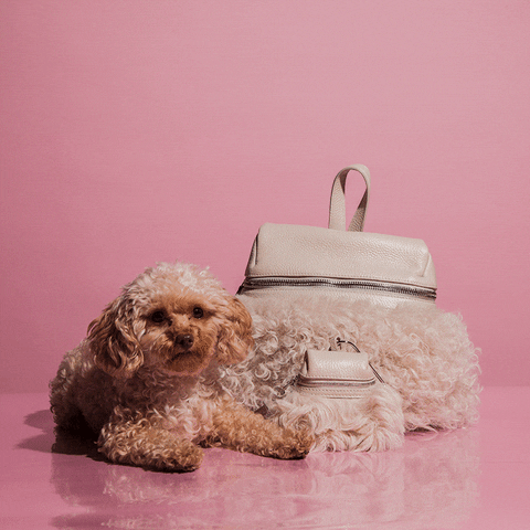 purse